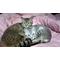 [D:F946]猫ちゃんの家